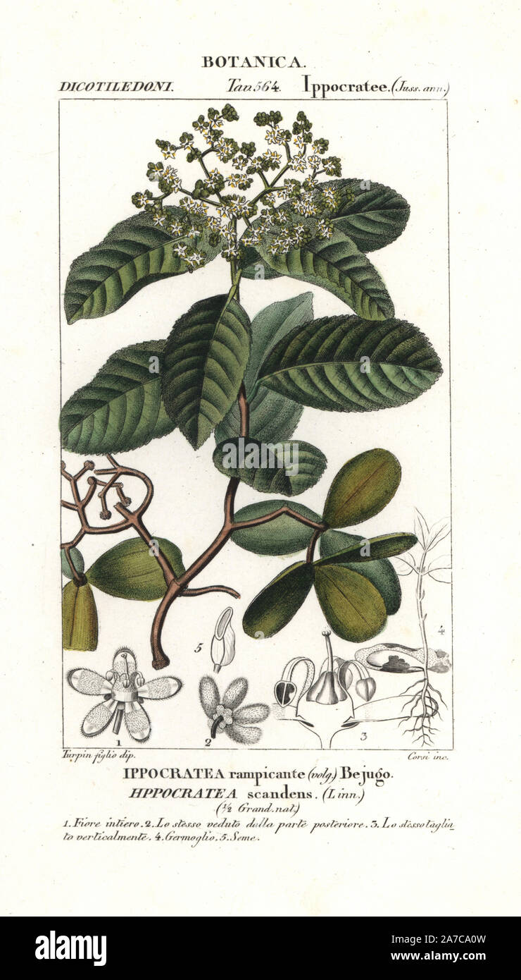 Vigne, médecine Hippocratea volubilis, originaire de l'Amérique. Gravure sur cuivre coloriée à crépi de Jussieu's 'Dictionary of Natural Science", Florence, Italie, 1837. Gravée par Corsi, dessiné par Pierre Jean François Turpin, et publié par Batelli e Figli. Turpin (1775-1840) est considéré comme l'un des plus grands illustrateurs botaniques français du 19e siècle. Banque D'Images