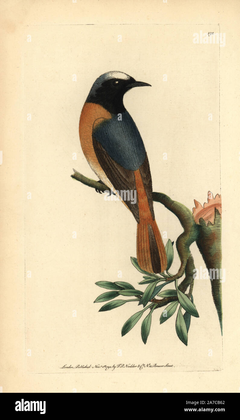 Paruline flamboyante, Phoenicurus phoenicurus. Illustration (non signé George Shaw et Frederick Nodder.) coloriée à la gravure sur cuivre de George Shaw et Frederick Nodder's 'Le Naturalist's Miscellany' 1794. Sciences Nodder Frederick (17511801 ?) était un artiste et graveur d'histoire naturelle. Nodder peaufine son travail de rédaction sur le capitaine Cook et Joseph Banks' Florilegium et gravure de Parkinson Sydney Australie croquis de plantes. Il a été fait "peintre botanique à Sa Majesté la Reine Charlotte' en 1785. Nodder a également appelé l'études botaniques dans Thomas Martyn's Flora Rustica (1792) et 38 Pl Banque D'Images