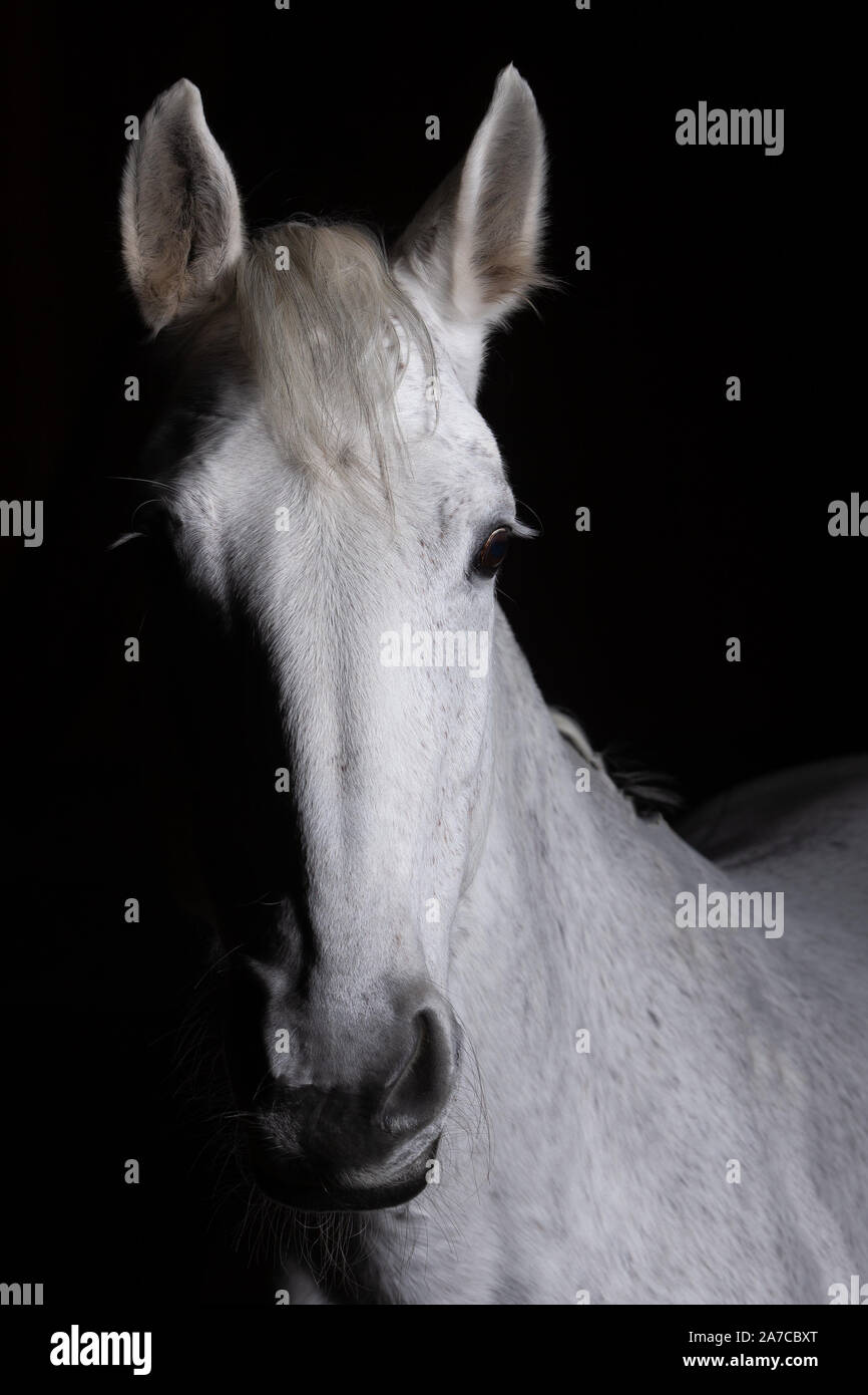Tête de cheval photographié devant un fond noir et de la fente d'un côté. Banque D'Images
