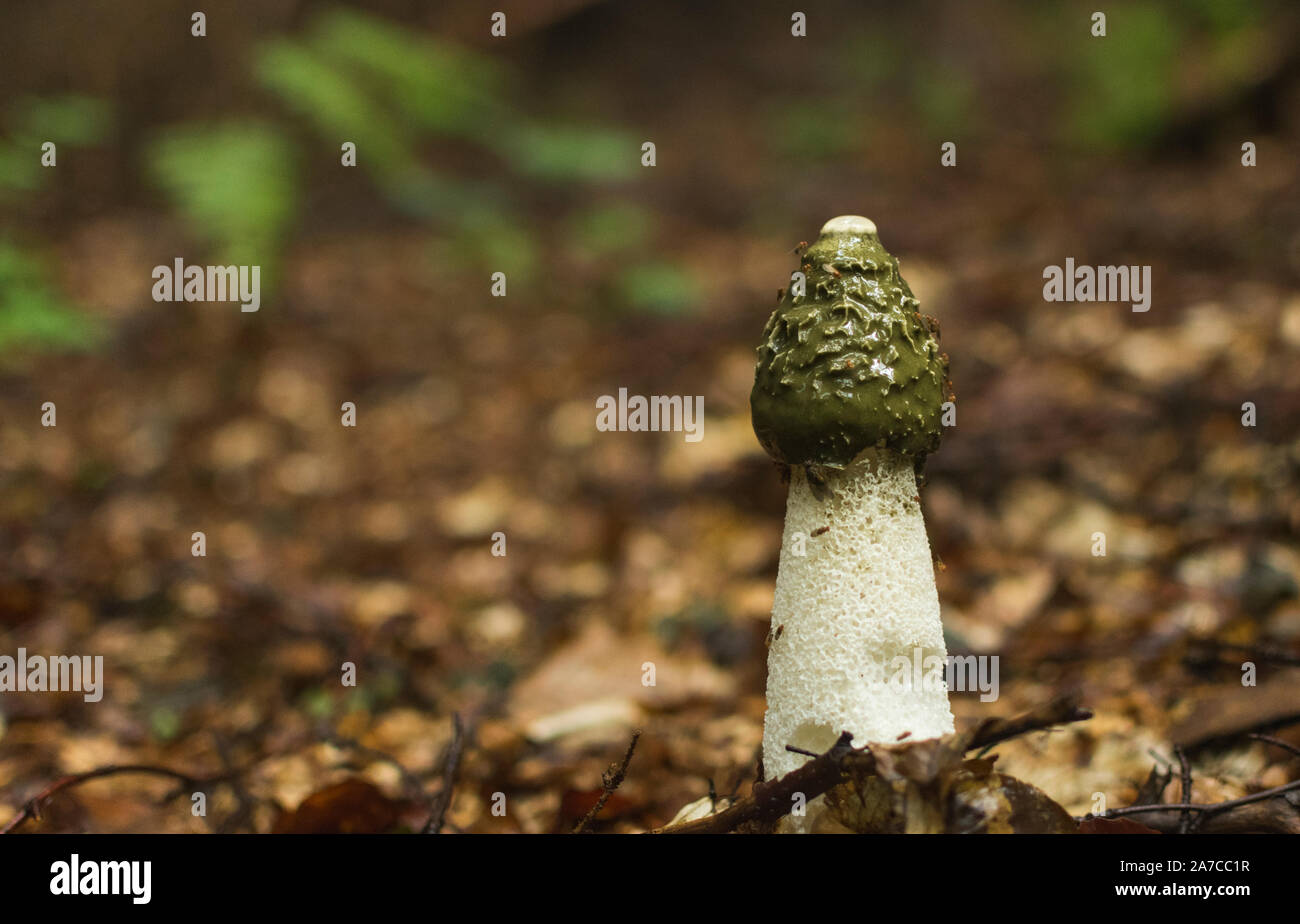 Le Phallus impudicus Linné dans la forêt. Photo a été prise dans le milieu naturel. Banque D'Images