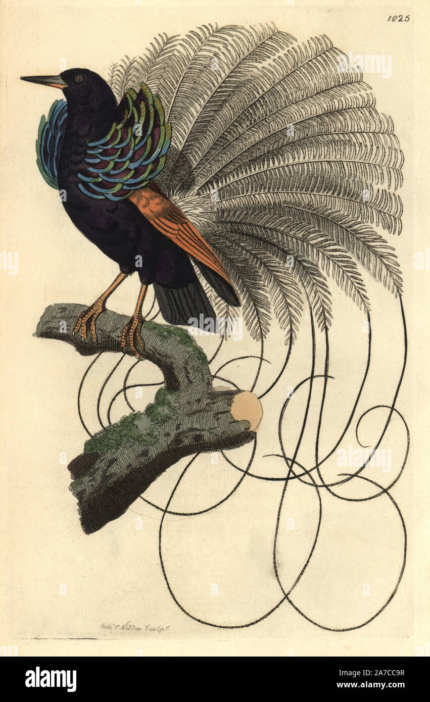 Le Nebuleux oiseau du paradis, Paradisea nigricans. Nommé par Levaillant pour ses plumes blanches nuageux. Shaw le décrit comme un allié des douze-câblé bird-of-paradise, Seleucidis melanoleucus. Copié de Jacques Barraband's illustration pour François Levaillant's 'Histoire naturelle des oiseaux de paradis,' 1801. Illustration dessiné et gravé par Richard Nodder Sciences. Coloriée à la gravure sur cuivre de George Shaw et Frederick Nodder's 'Le Naturalist's Miscellany' 1812. La plupart des 1 064 illustrations d'animaux, oiseaux, insectes, crustacés, poissons, la vie marine et microscopiques creat Banque D'Images
