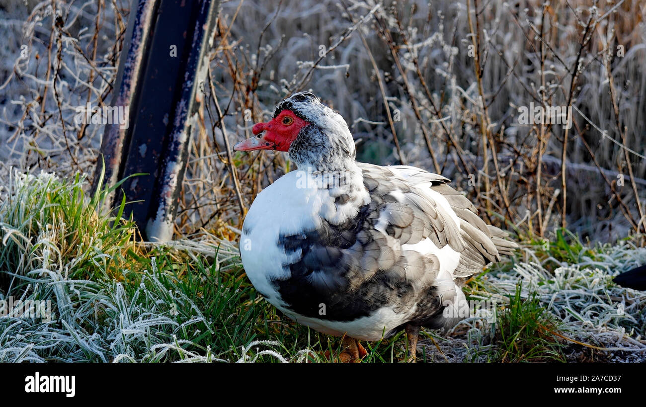 Des oiseaux sauvages sur la berge du canal de Rufford Lancashire. Banque D'Images