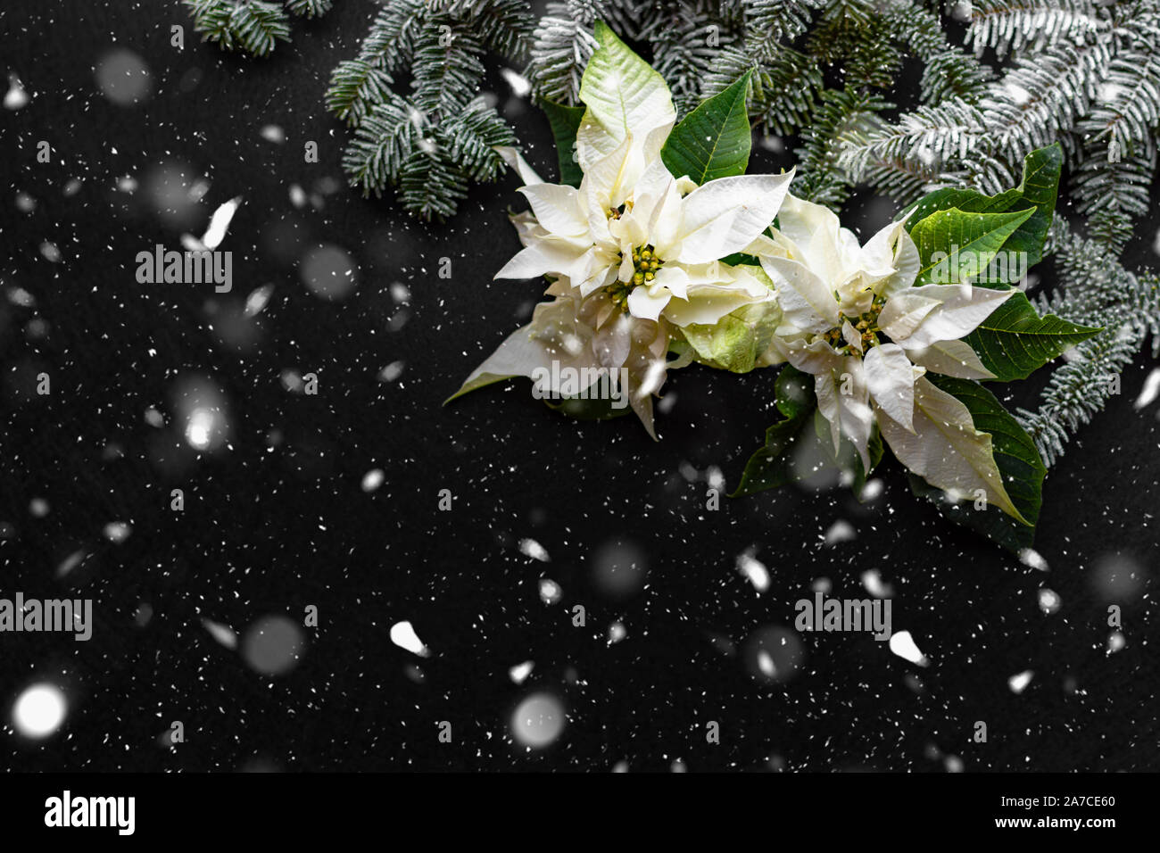 Poinsettia fleur avec sapin et la neige sur fond sombre. Bonjour Carte de Noël. Carte postale. L'approche de Noël. Rouge, blanc et vert. L'espace libre. Banque D'Images