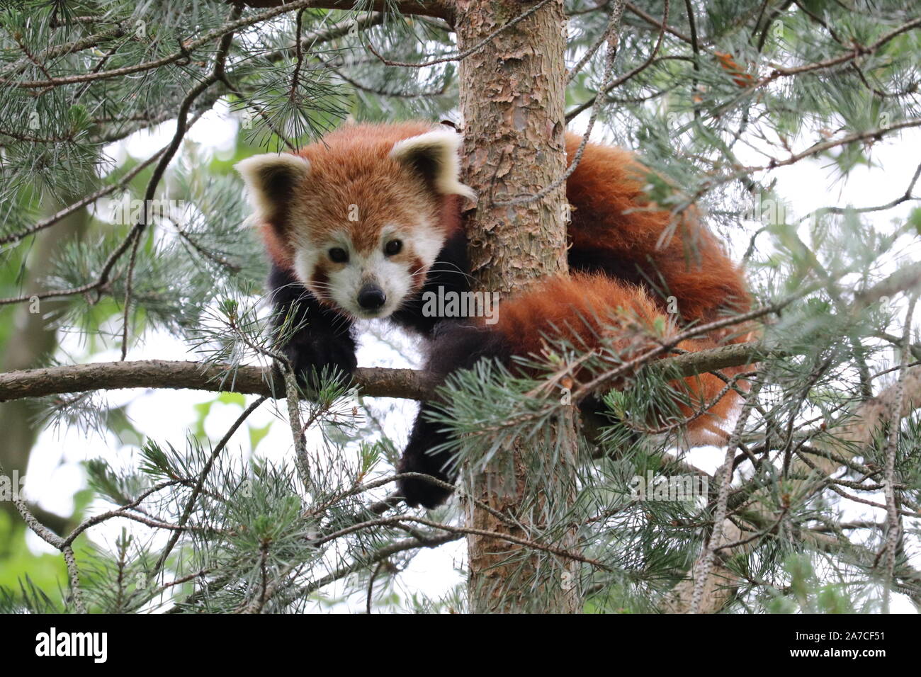 Panda rouge mâle, Gawa, haut dans l'arbre (Ailurus fulgens) Banque D'Images