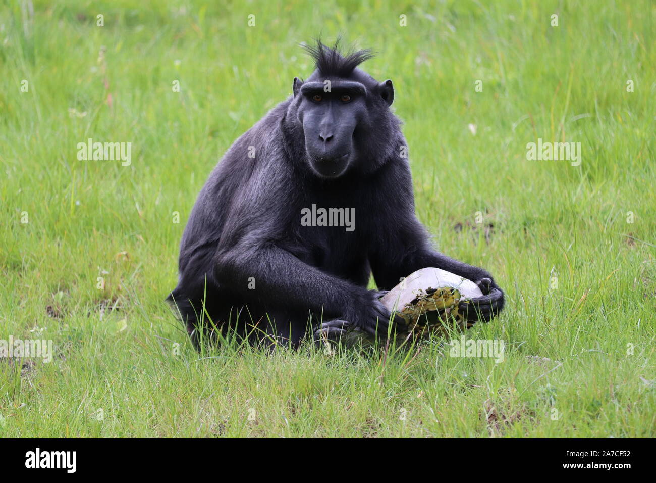 Sulawesi mâle Macaque à crête, Tambo (Macaca nigra) Banque D'Images
