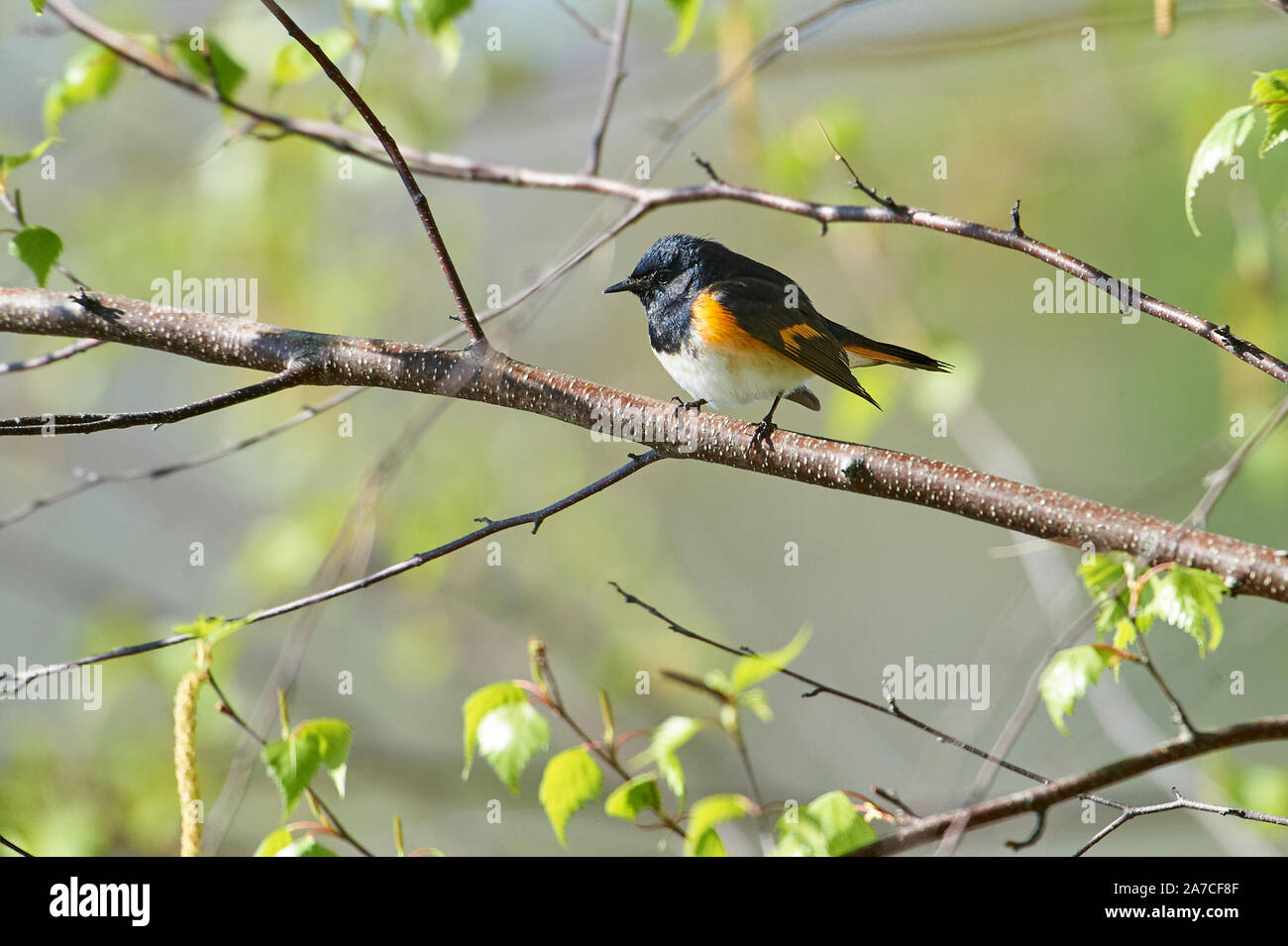 La Paruline flamboyante (Setophaga ruticilla) perché dans un arbre, Annapolis Royal Marsh, Français, sentier du bassin Annapolis Royal, Nouvelle-Écosse, Canada, Banque D'Images