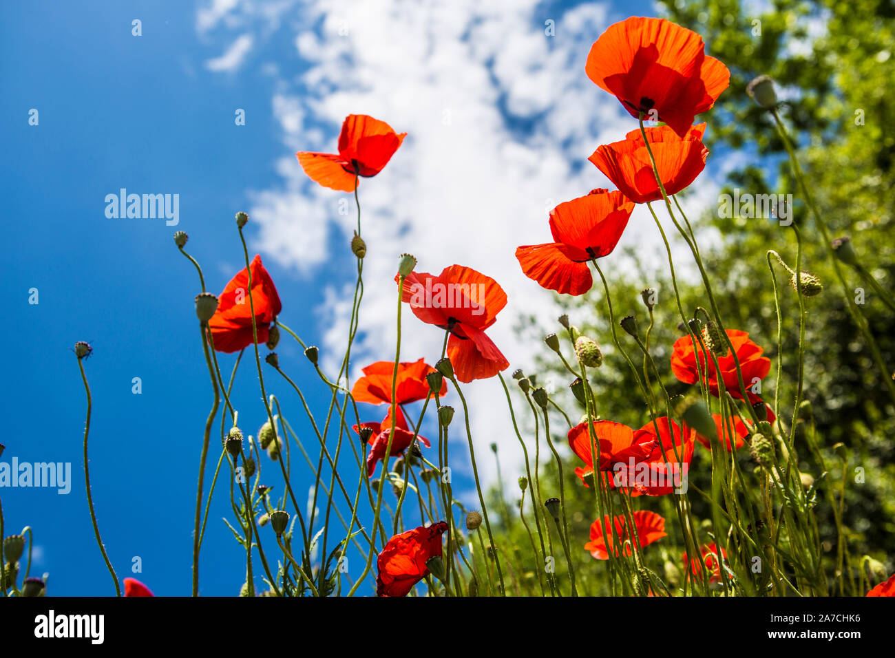 Knallrote Mohnblumen wachsen aus einer alten Mauer une einer Landstrasse in der Toskana bei Sienne. Banque D'Images