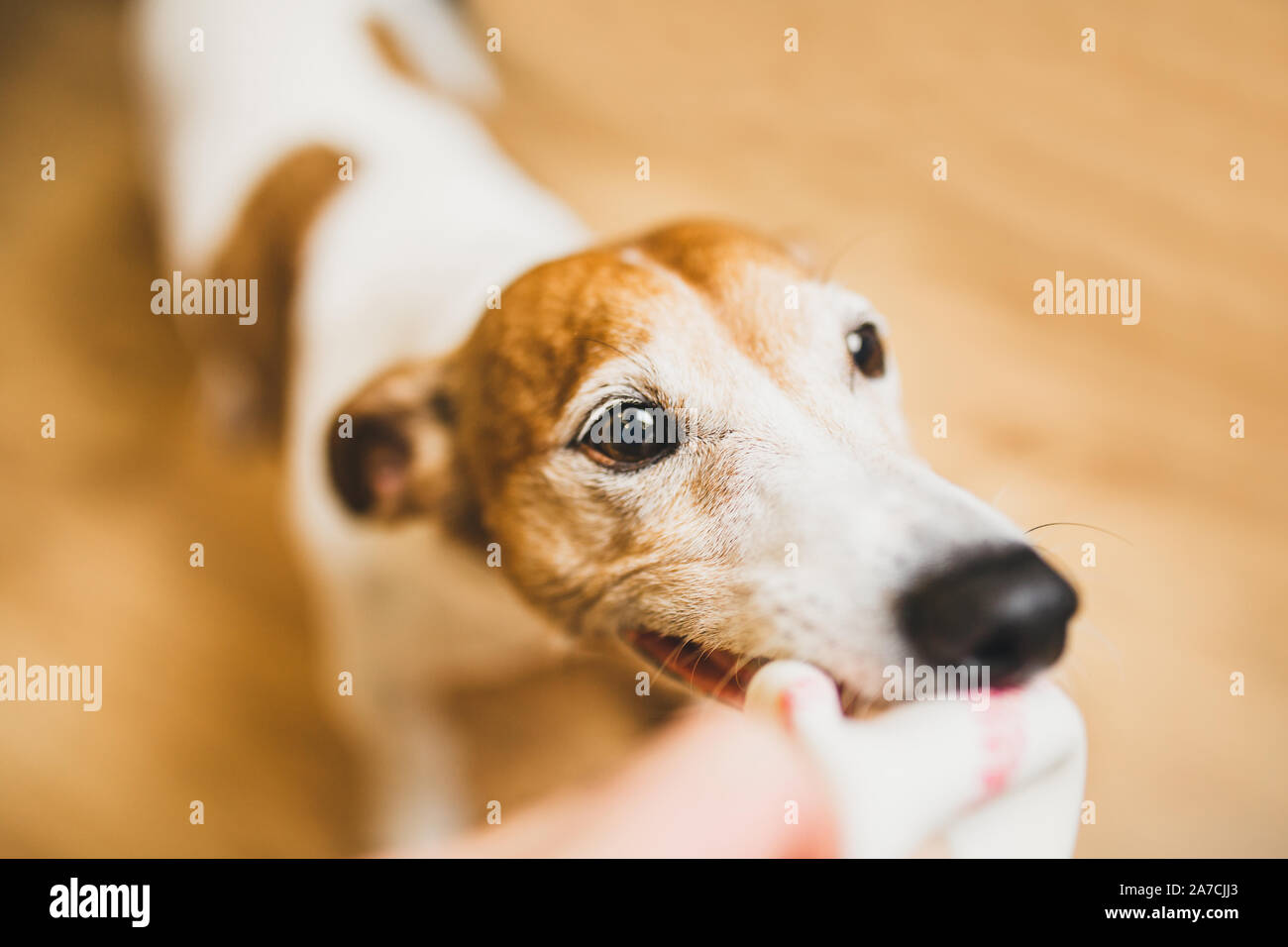Jack Russell Terrier a plaisir à jouer avec un homme en tenant son ballon avec ses dents Banque D'Images