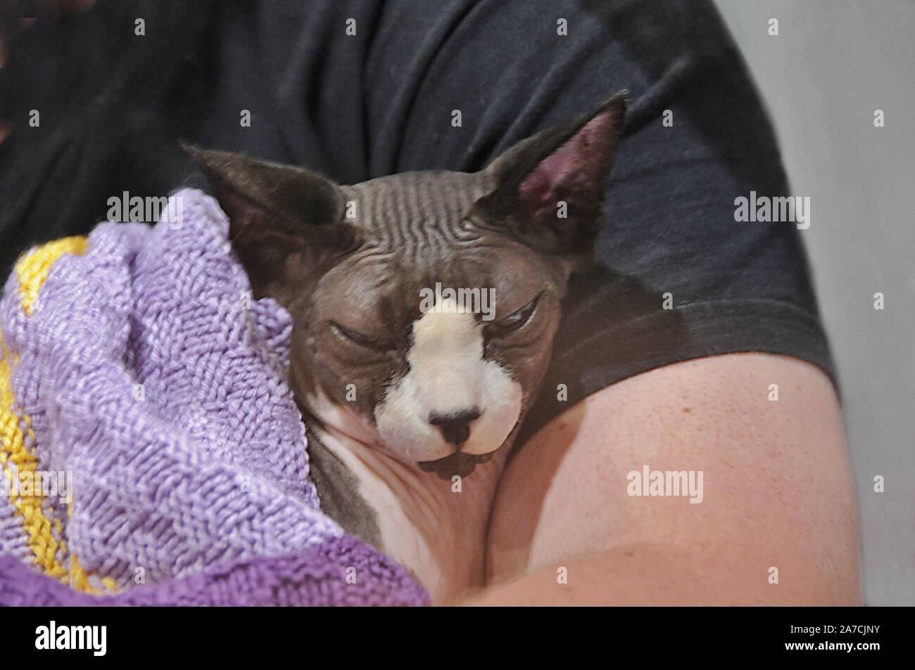 Un Sphynx sans poil chat reçoit une caresse, à l'échelle nationale Pet Show, au London's ExCel Centre. Banque D'Images