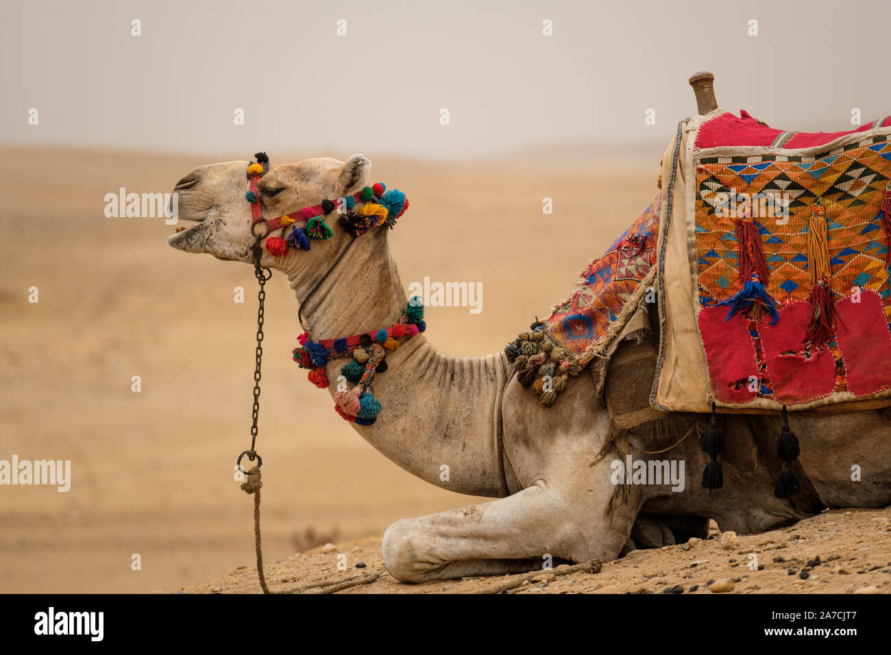 Un chameau attend qu'un avenant à la Pyramides de Gizeh, Le Caire, Egypte Banque D'Images