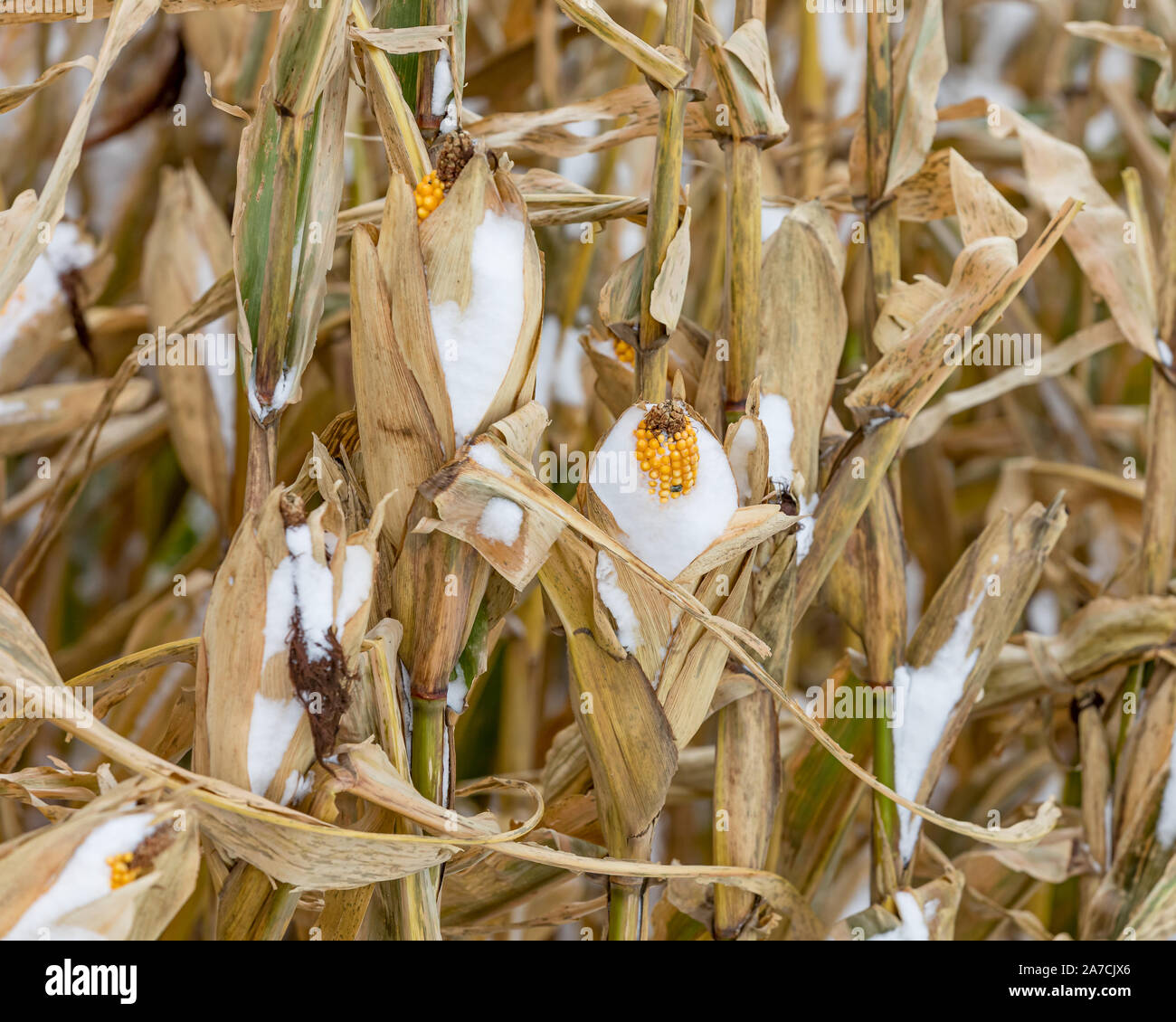 Épi de blé avec des noyaux couvertes de neige sur cornstalk dans un champ. Tempête de neige au début de l'hiver dans l'Illinois central arrêté saison des récoltes Banque D'Images