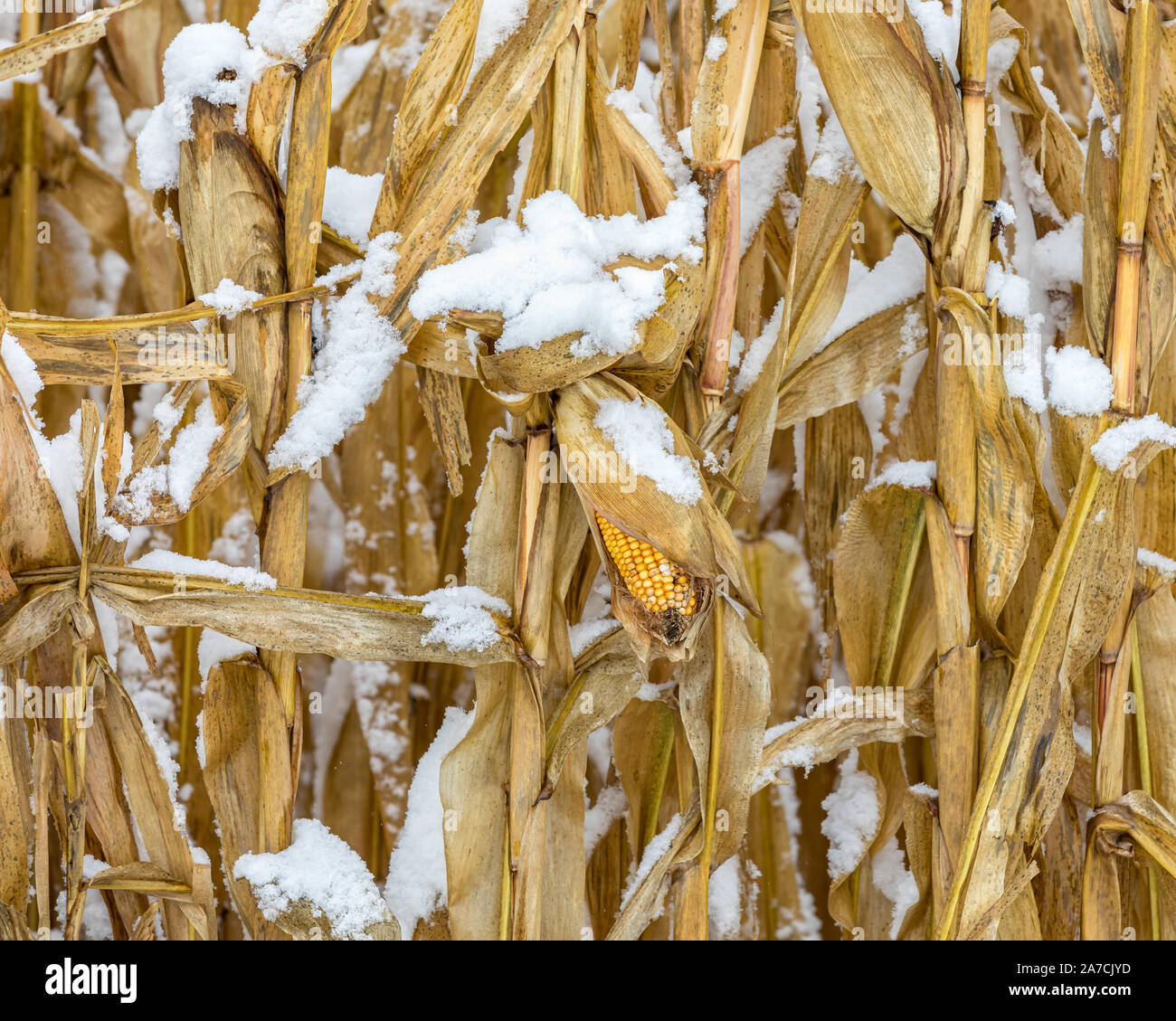Épi de blé avec des noyaux couvertes de neige sur cornstalk dans un champ. Tempête de neige au début de l'hiver dans l'Illinois central arrêté saison des récoltes Banque D'Images