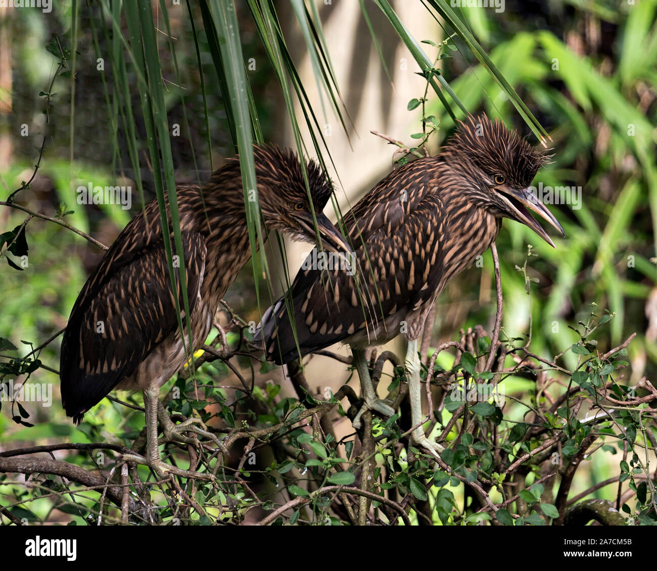 Black bihoreaux juvéniles perché et profiter de son environnement et de l'environnement avec un beau feuillage vert arrière-plan. Banque D'Images