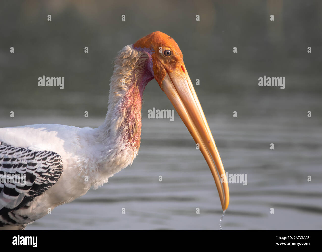 Portrait peint à l'Bhigwan stork Bird Sanctuary Banque D'Images