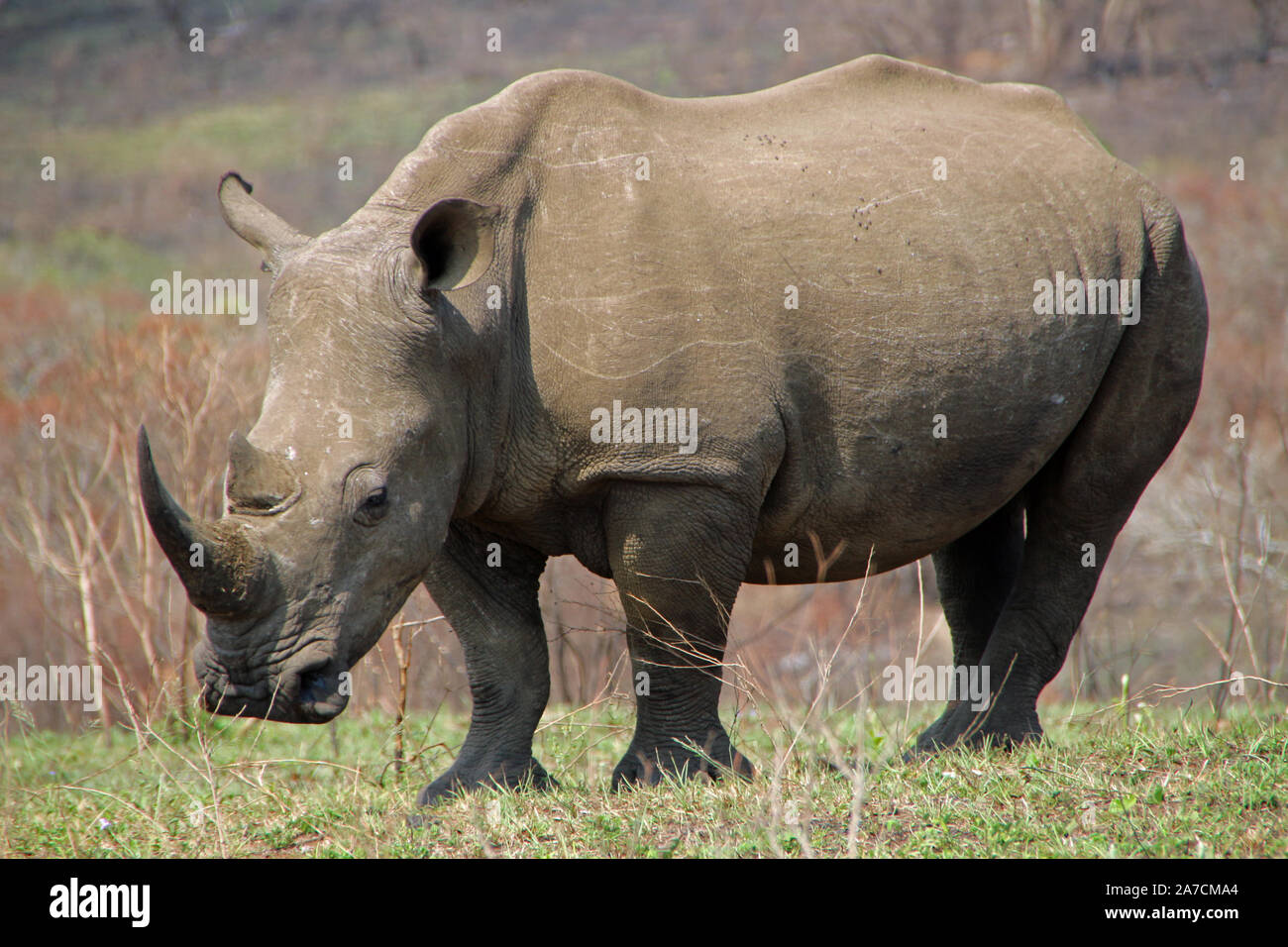 Dans le parc national de rhinocéros en Afrique du Sud big5 Banque D'Images