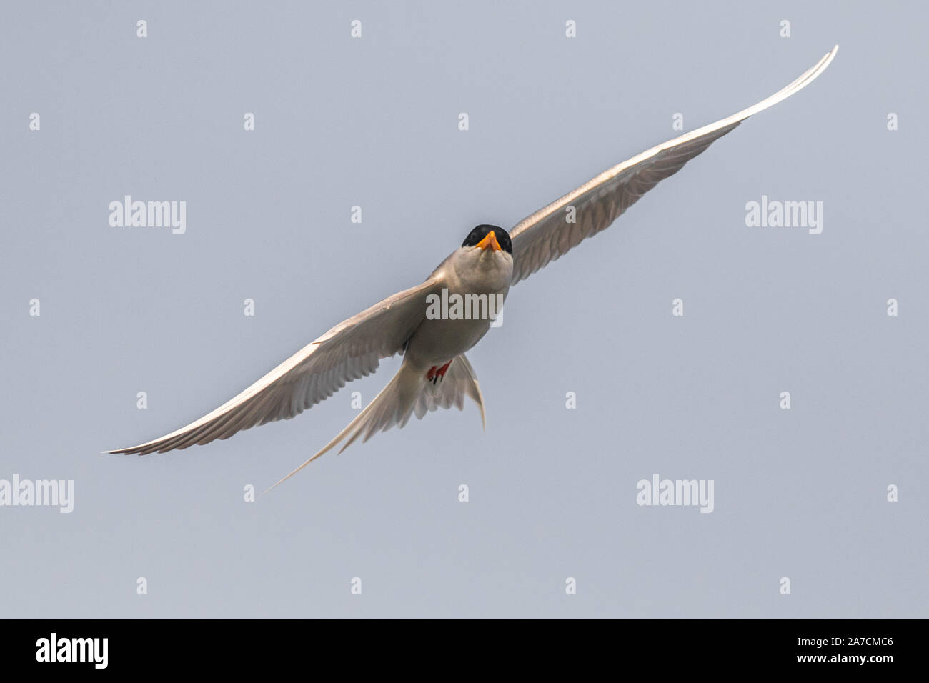 La sterne naine noire oiseau en vol au refuge d'Bhigwan Banque D'Images