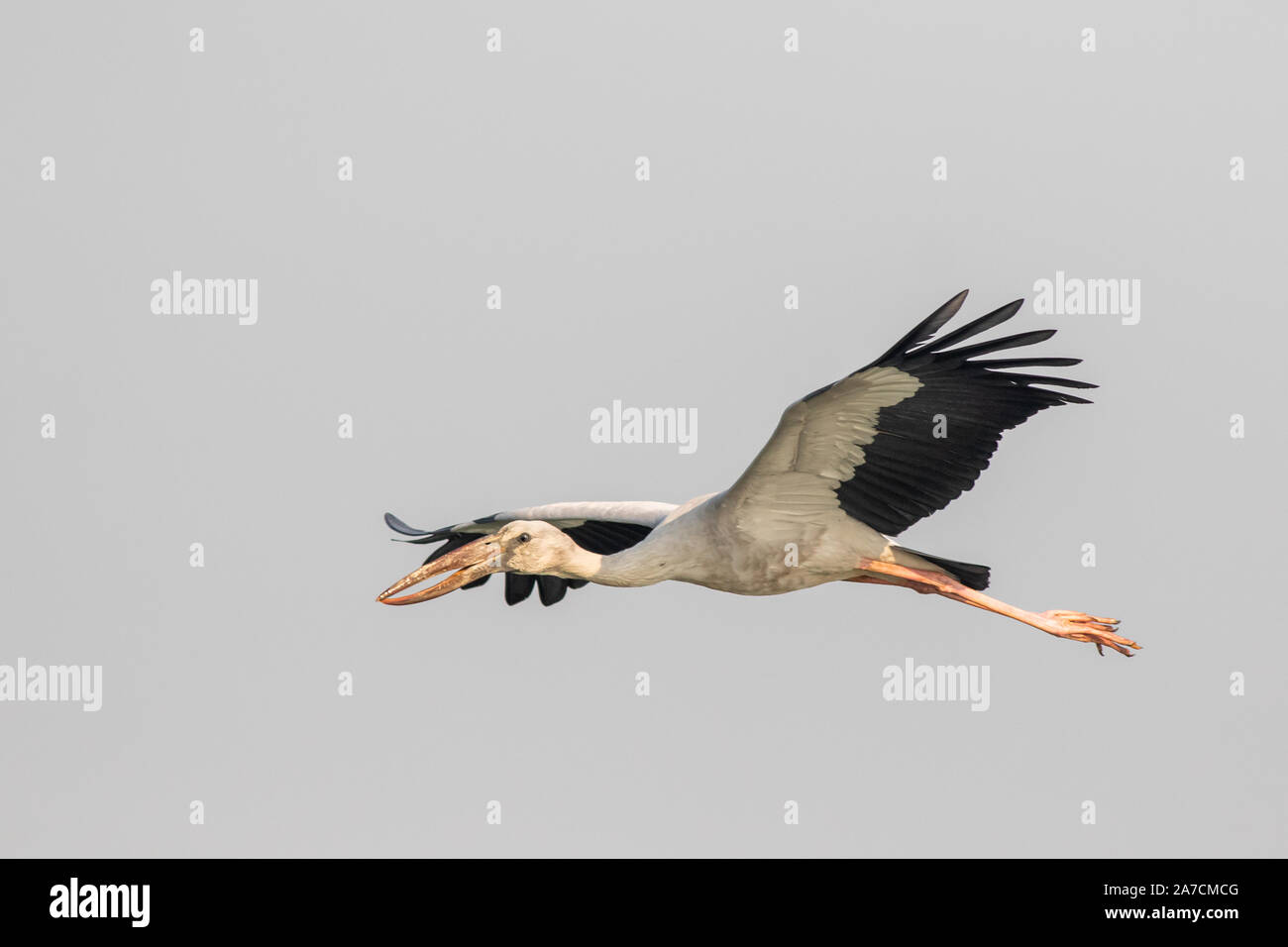 Ouvrir bill stork volant dans le refuge d'Bhigwan Banque D'Images