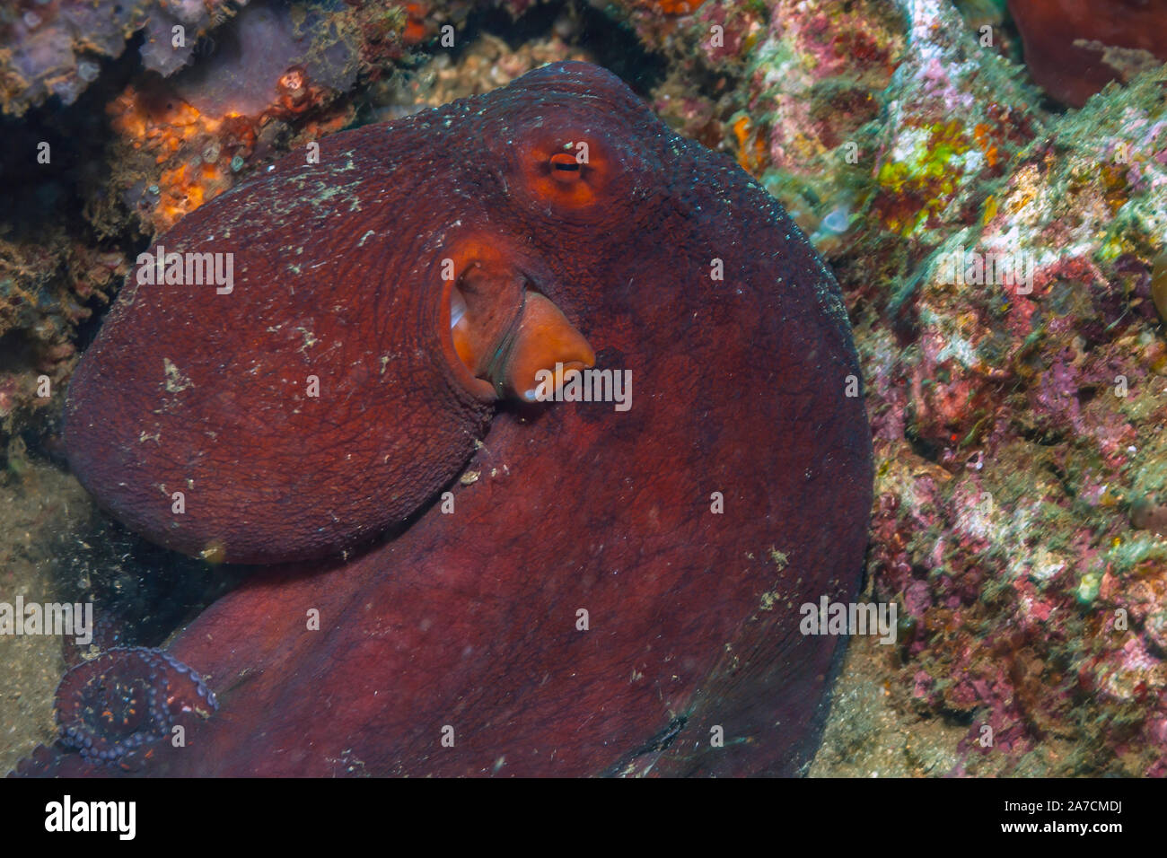 Les récifs coralliens dans le Pacifique Sud avec octopus natation Banque D'Images