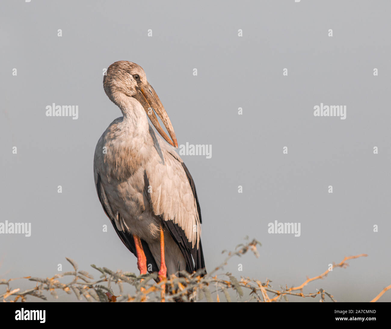 Ouvrir bill stork au repos dans le refuge d'Bhigwan Banque D'Images