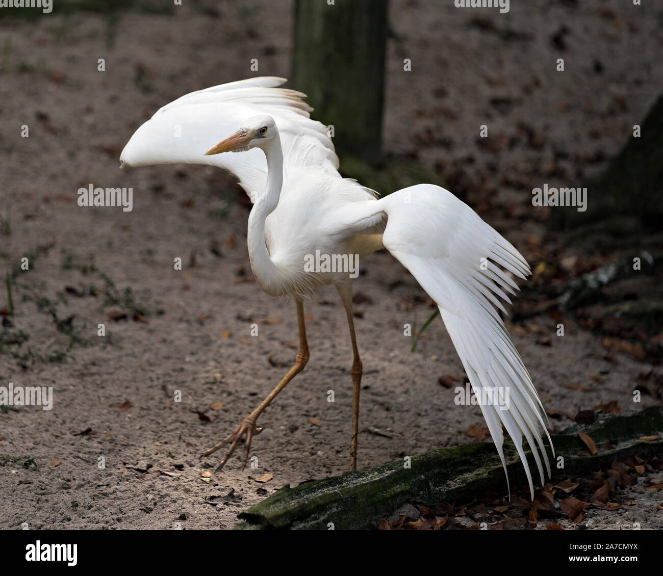 Oiseau Heron blanc close up avec spreaded ailes et affichant son beau corps, bec, tête, pieds dans son environnement et de l'environnement. Banque D'Images