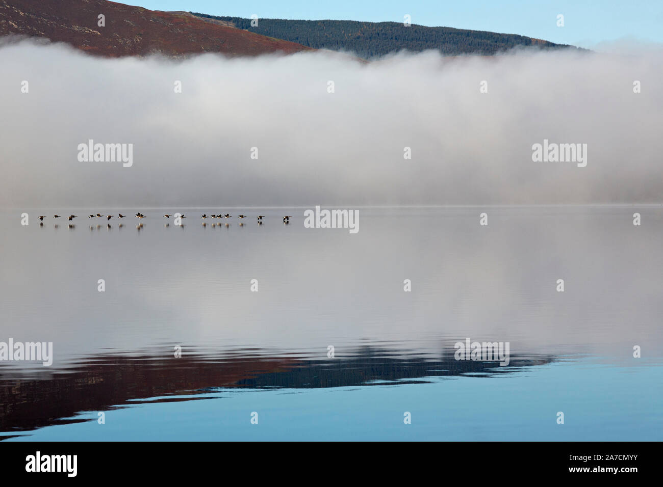 Tôt le matin dans la région de Derwent Water Parc national de Lake District en Angleterre. Brume sur le lac, avec un troupeau d'oies voler bas au-dessus du lac. Banque D'Images