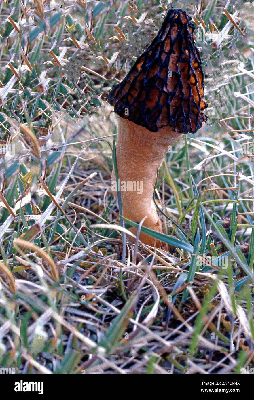 Des champignons ; ; MOREL ; MORCHELLA CONICA ; CO.Clare, Irlande Banque D'Images