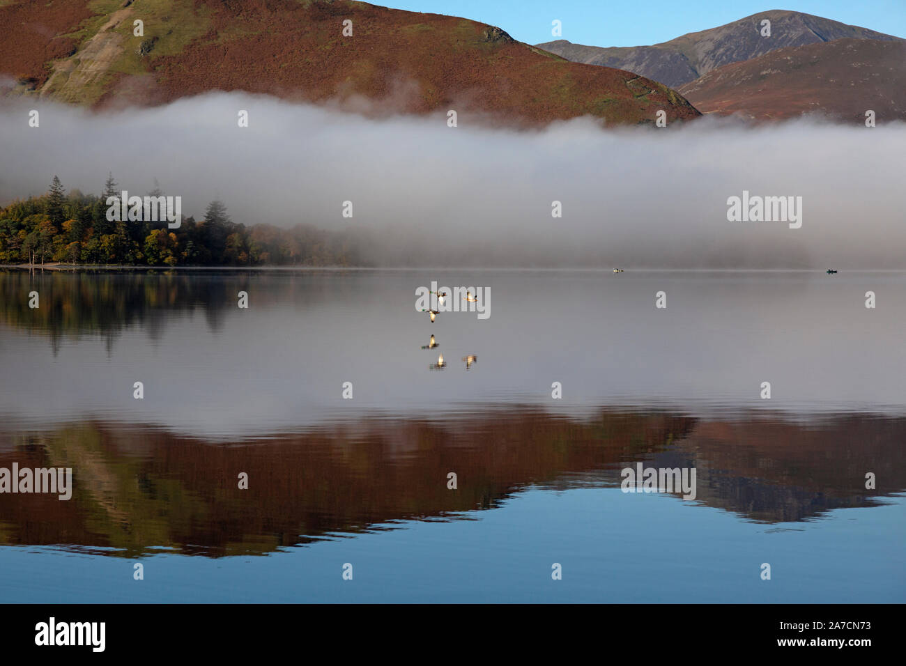 Tôt le matin dans la région de Derwent Water Parc national de Lake District en Angleterre. Brume sur le lac. Un troupeau d'oies voler juste au-dessus de l'eau. Banque D'Images