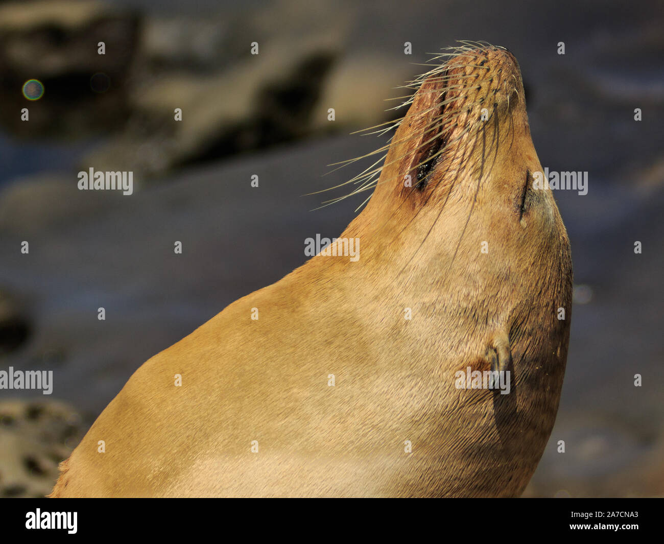 Les Lions de mer à La Jolla Cove à San Diego, Californie. Banque D'Images