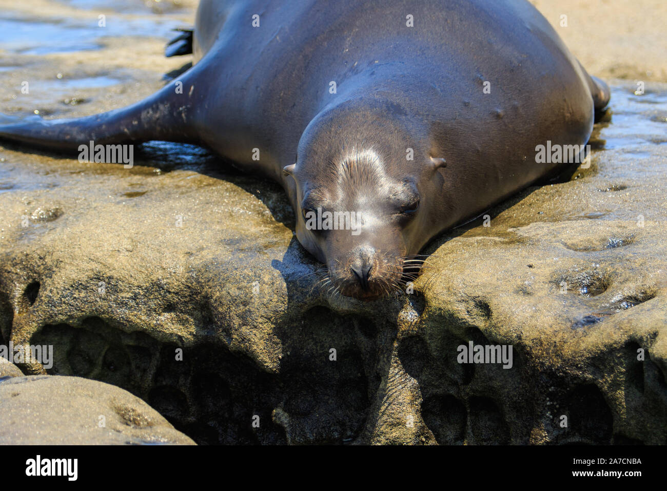 Les Lions de mer à La Jolla Cove à San Diego, Californie. Banque D'Images