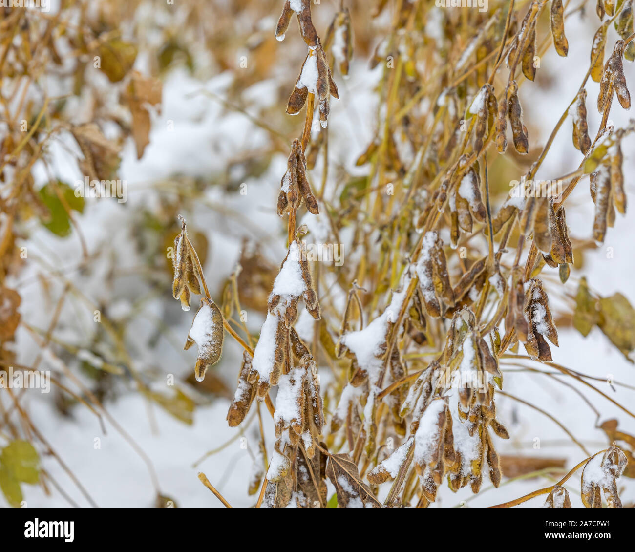 Domaine de la ferme de soja avec des gousses et des tiges de plantes couvertes de neige. Bacs de stockage du grain en arrière-plan. Tempête de neige au début de l'hiver dans l'Illinois arrêté harvest Banque D'Images