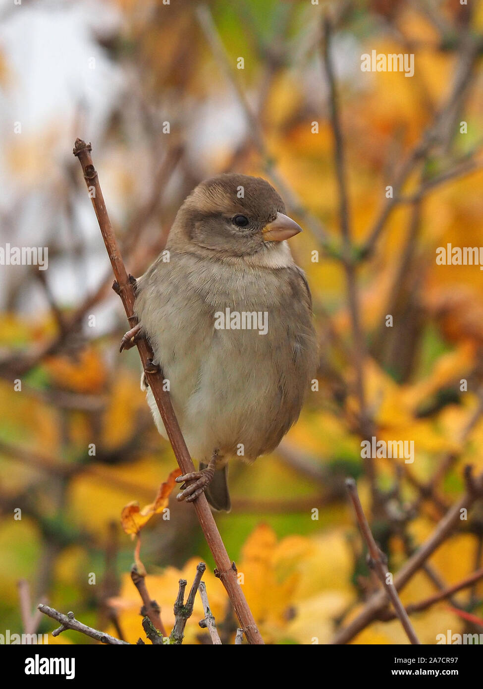 Sheerness, Kent, UK. 1er novembre 2019. Météo France : un après-midi gris à Sheerness, Kent. Un petit oiseau (un jeune moineau domestique) perches dans un arbre aux couleurs de l'automne. Credit : James Bell/Alamy Live News Banque D'Images