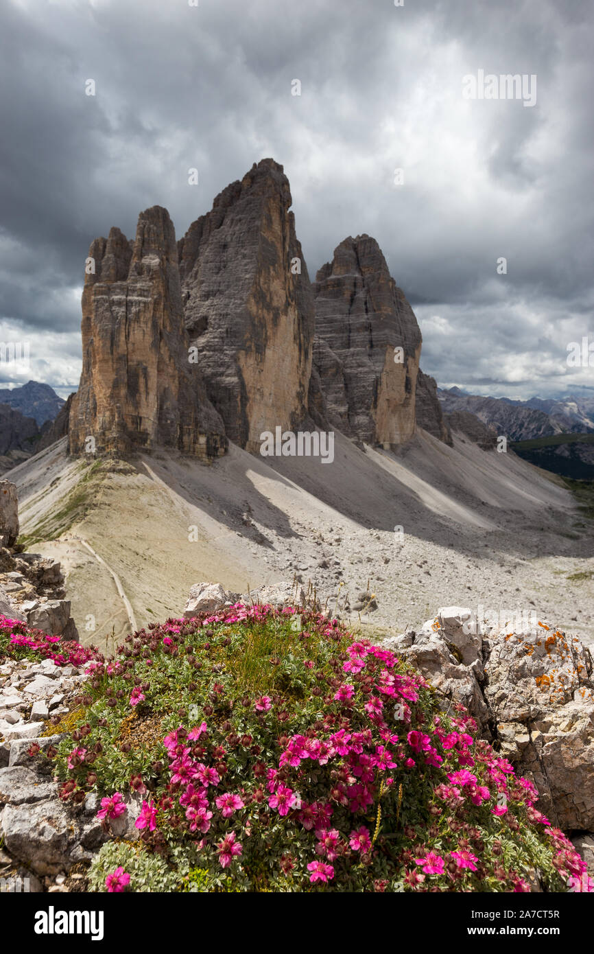 Potentilla nitida fleurs. Tre Cime di Lavaredo pics de montagne. Les trois Sommets Nature Park. Paysage de montagne des Dolomites. L'Italie. Banque D'Images