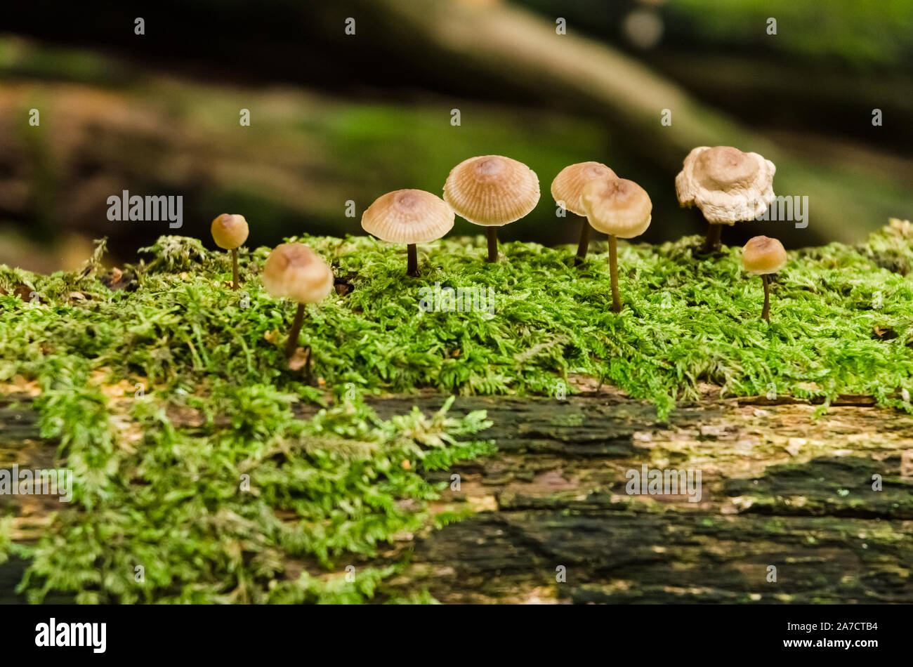 Macro Close-up de champignons non comestibles, Mycena commune bonnet, Mycena galericulata champignons au cours de l'automne dans une forêt en Allemagne, Europe de l'Ouest Banque D'Images