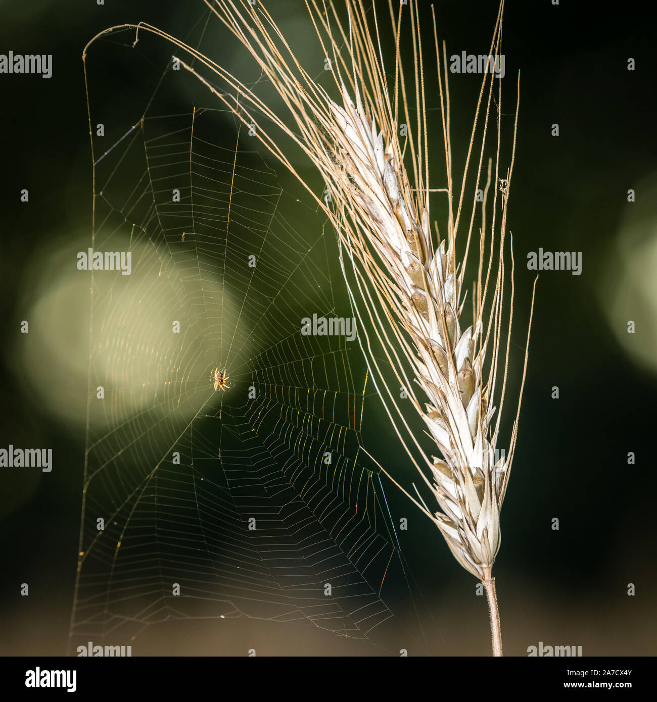Araignée dans le web sur grain halm avec belle arrière-plan flou Banque D'Images