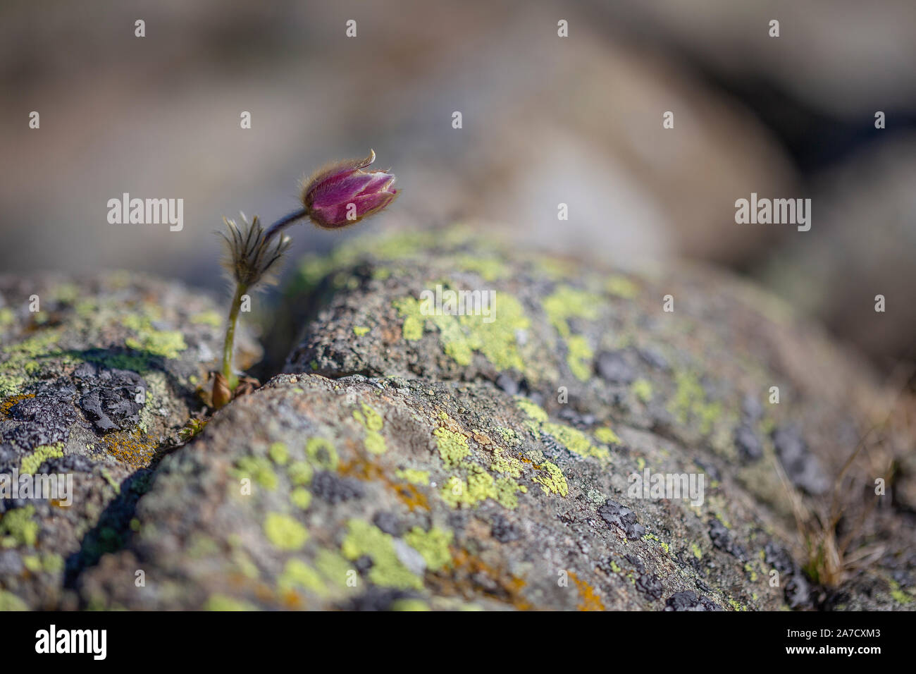La fleur de Pulsatilla vernalis se rapproche. Roches porphyres. Végétation de montagne de roches. Groupe de montagne Lagorai en Trentin. Alpes Italiennes. Europe. Banque D'Images