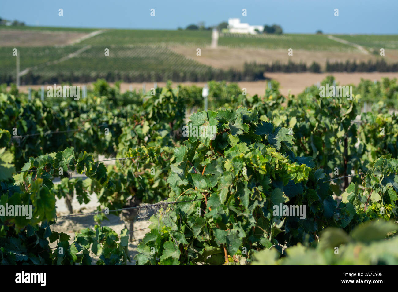 Paysage avec de célèbres vignobles vins sherry en Andalousie, Espagne, doux pedro ximenez ou muscat, ou prêt pour la récolte de raisins palomino, utilisé pour pr Banque D'Images
