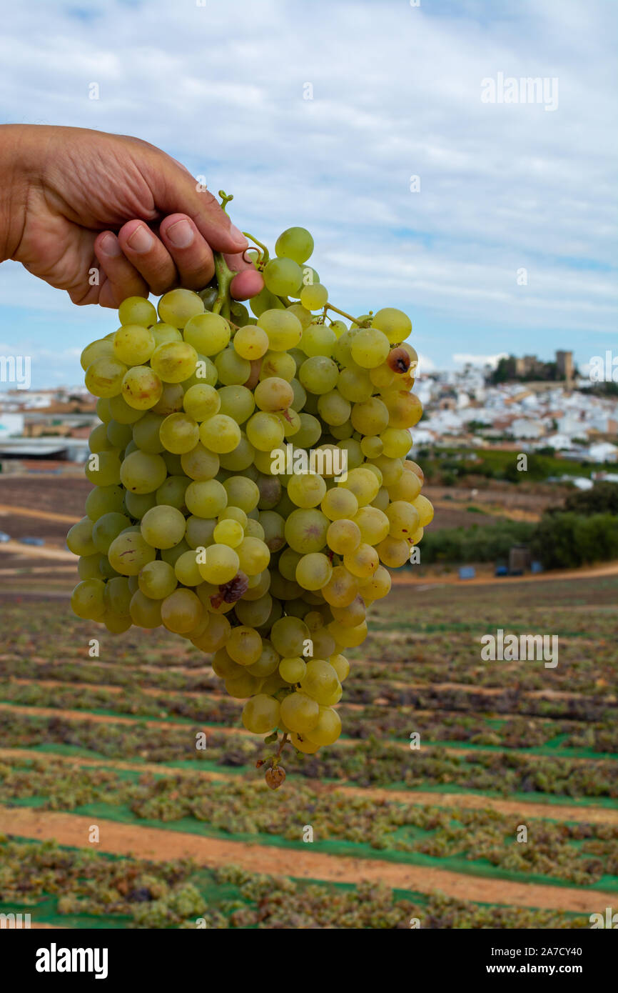 Nouvelle récolte de vin pedro ximenez sherry doux sur les vignes de raisins dans la région Montilla-Moriles, Andalousie, Espagne, près de Montemayor Banque D'Images