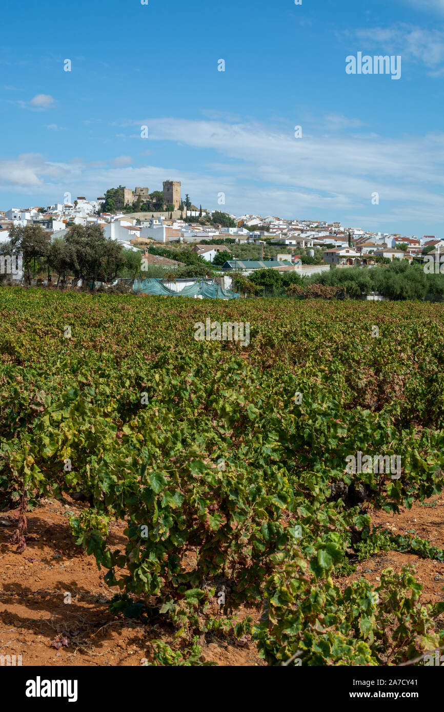 Paysage avec célèbre vin pedro ximenez sherry doux vignobles dans la région Montilla-Moriles, Andalousie, Espagne, près de la ville de Montemayor Banque D'Images
