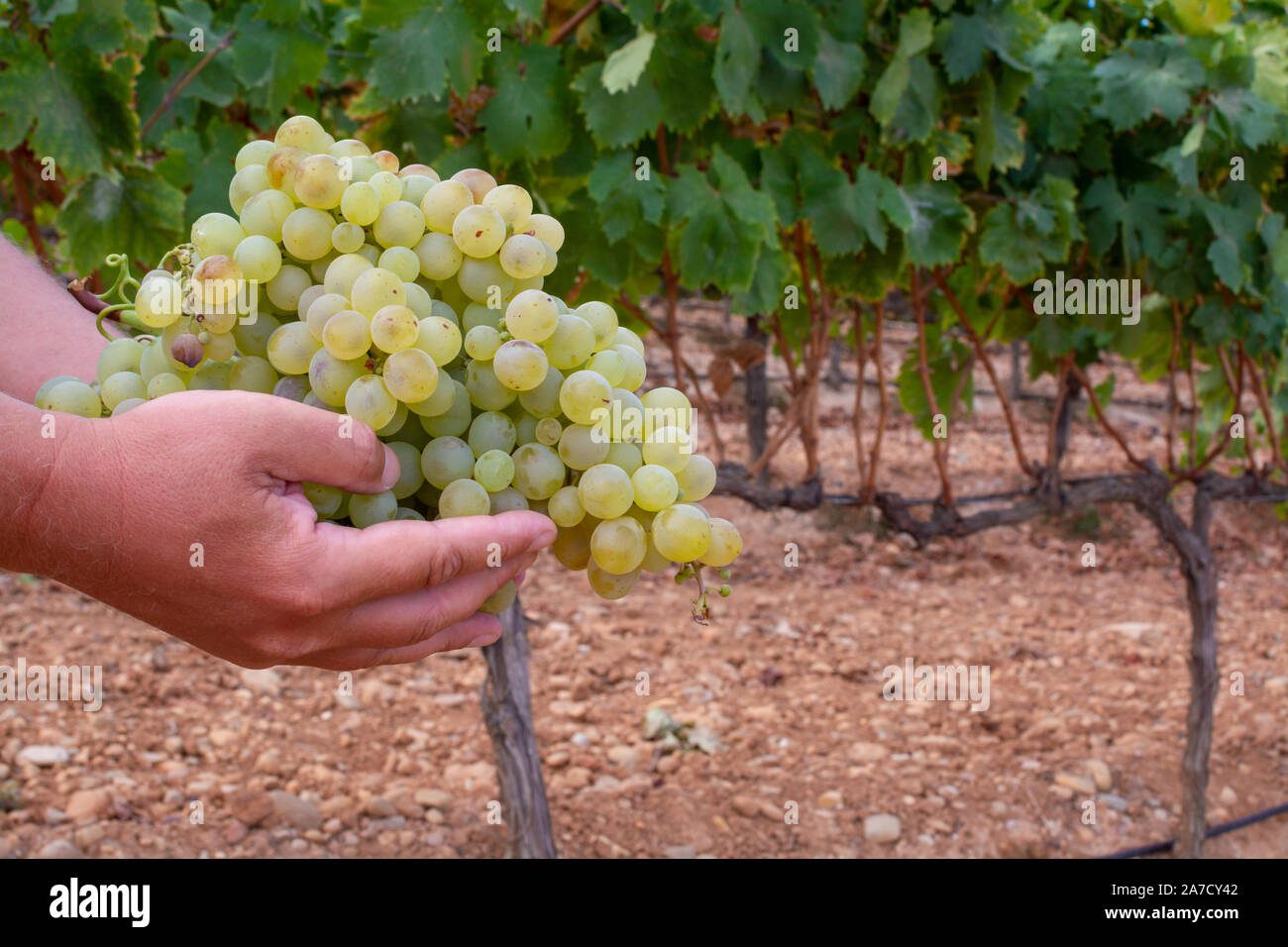 Nouvelle récolte de vin pedro ximenez sherry doux sur les vignes de raisins dans la région Montilla-Moriles, Andalousie, Espagne, près de Montemayor Banque D'Images