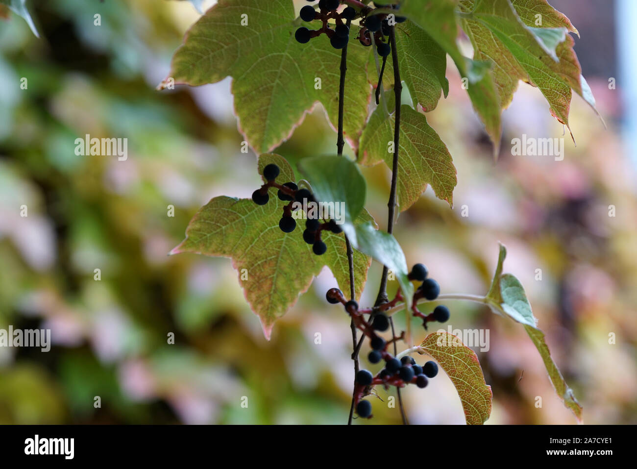 Façade de maison envahis par les vins sauvages photographiés à l'automne dans un parc Banque D'Images