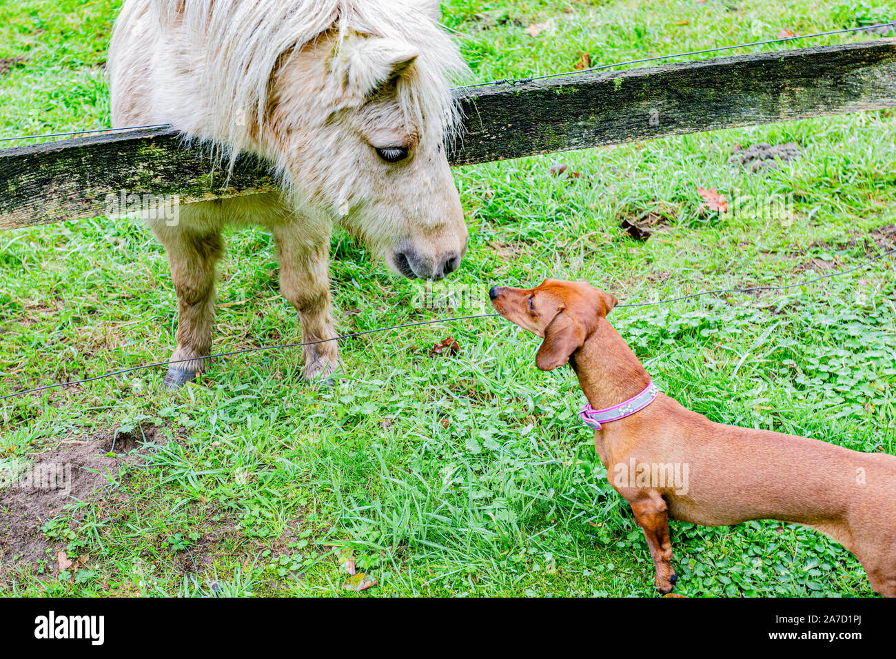 site de rencontre poney