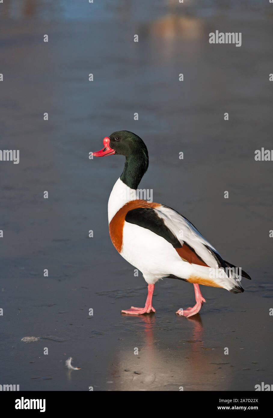 Tadorne casarca tadorna Tadorna, mâle adulte, seule la marche sur la glace, Slimbridge, Gloucestershire, Royaume-Uni. Banque D'Images