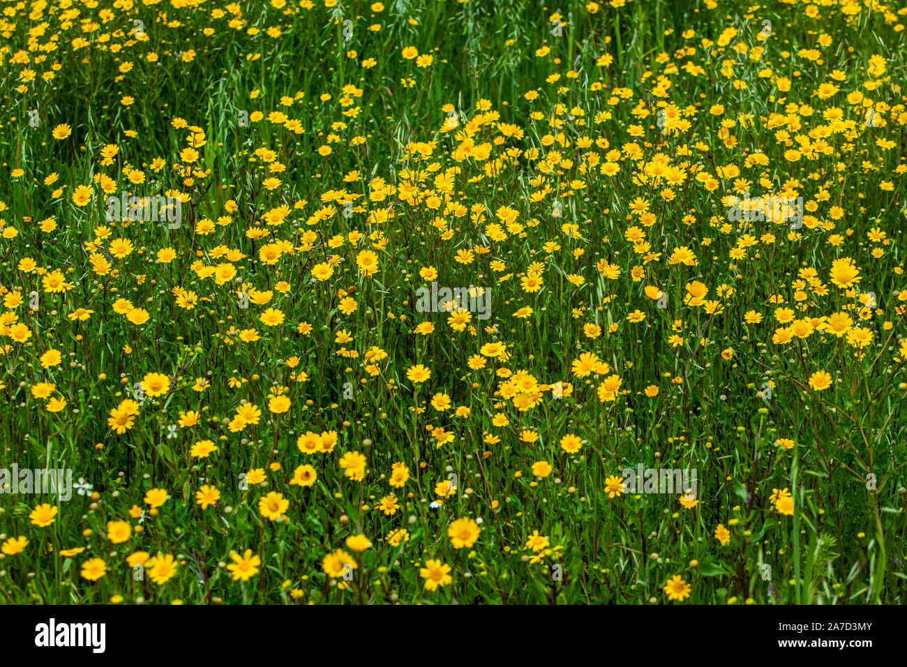 Pré vert avec des fleurs jaunes Banque D'Images