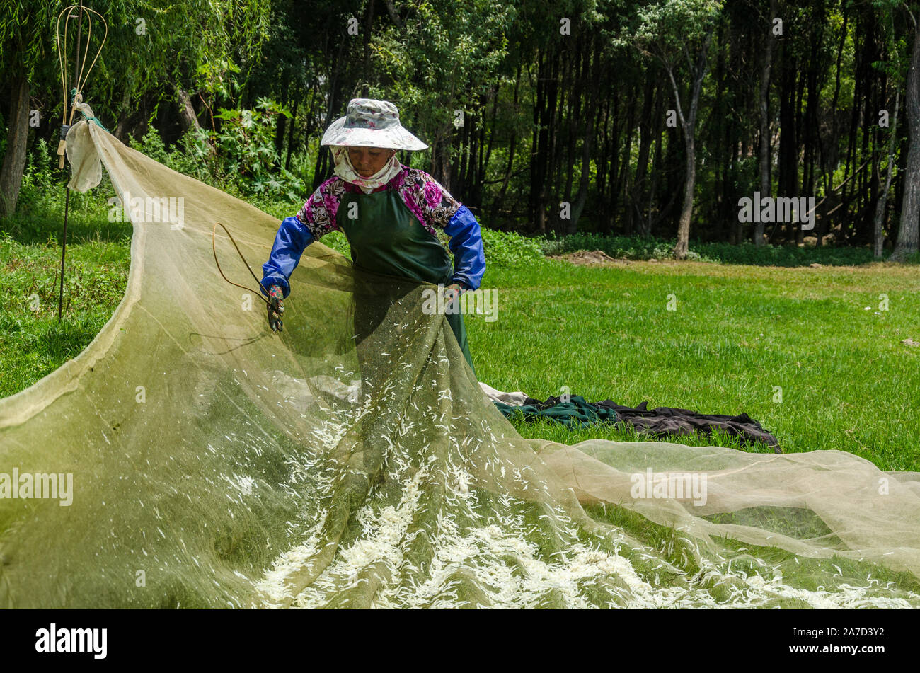 Pêcheuse de le Lac Erhai, Dali, Yunnan, Chine Banque D'Images