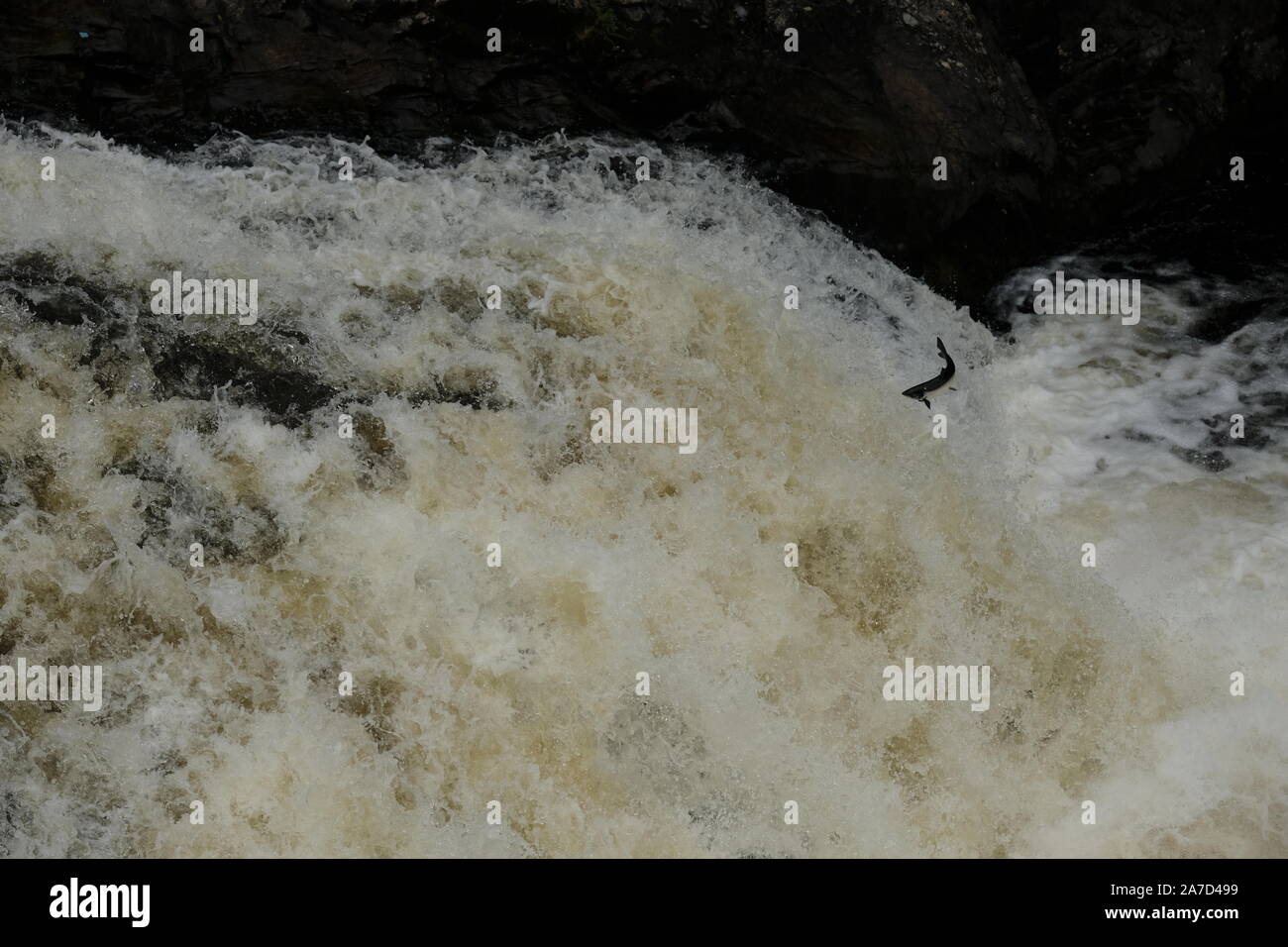 Pêche au saumon, chutes de Shin Banque D'Images