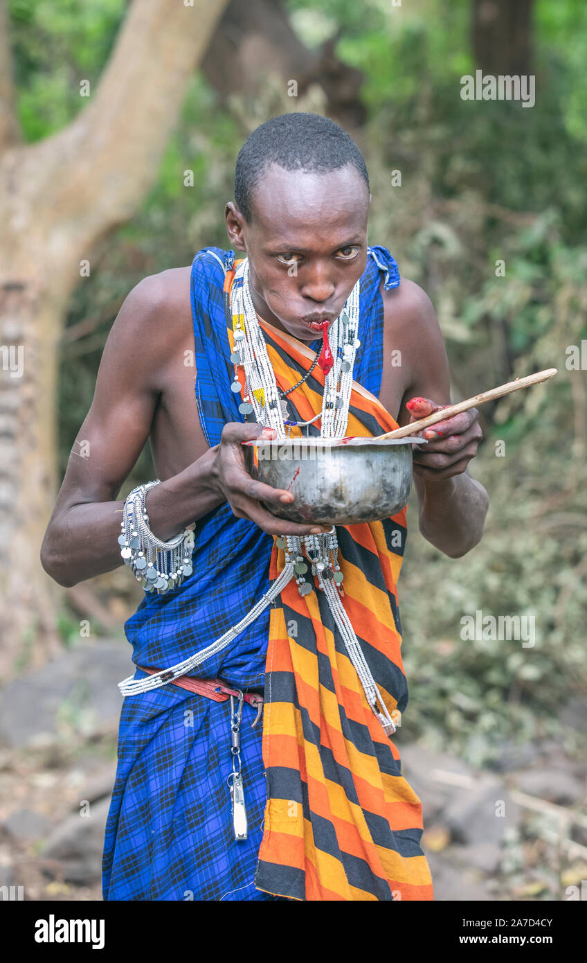 Arusha, Tanzanie, le 8 septembre 2019 : l'homme Massaï de boire le sang d'un chèvre fraîchement tué Banque D'Images