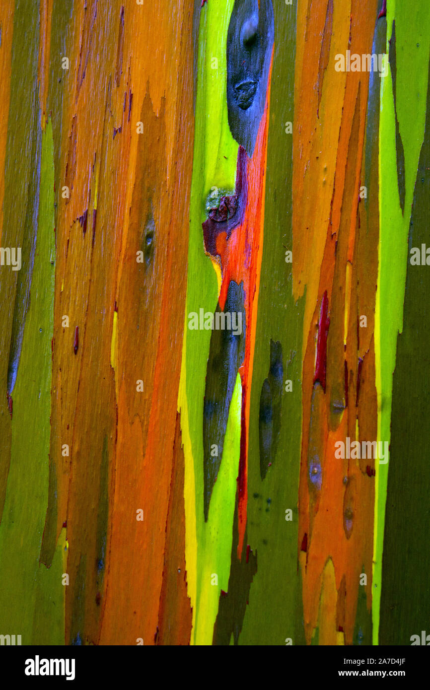 Close up photographie isolée de l'écorce d'un peint (Gomme) Eucalyptus à Kauai, Hawaï. Banque D'Images
