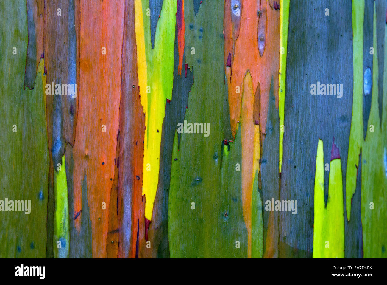 Close up photographie isolée de l'écorce d'un peint (Gomme) Eucalyptus à Kauai, Hawaï. Banque D'Images