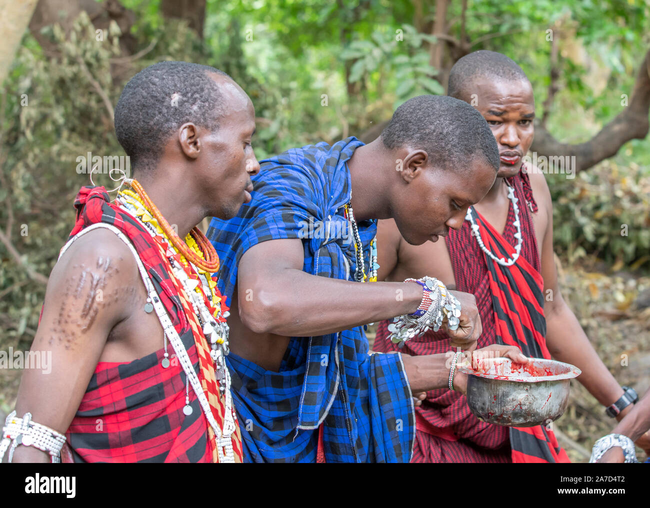 Arusha, Tanzanie, le 8 septembre 2019 : l'homme Massaï de boire le sang d'un chèvre fraîchement tué Banque D'Images