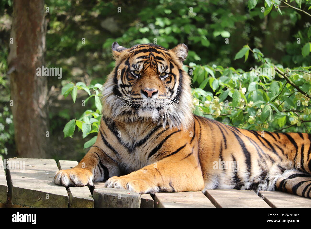 Le tigre mâle, Joao (Panthera tigris sumatrae) Banque D'Images